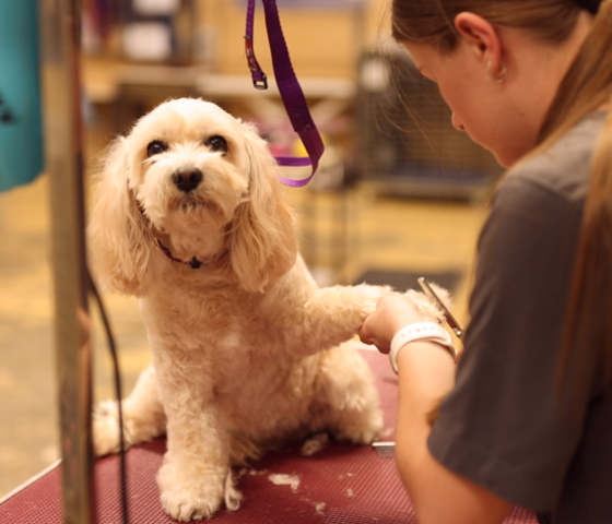 Image of a dog on a grooming table having its toe nails trimmed