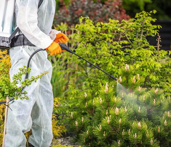 Person wearing hazmat suit spraying plants with pesticides 