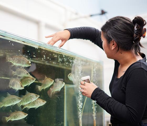 Image of student feeding fish in a fish tank 